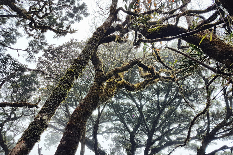 Découverte de la forêt de Bidoup - Parc national Nui Bà à Lâm Dông ảnh 5 Découverte de la forêt de Bidoup - Parc national Nui Bà à Lâm Dông ảnh 5