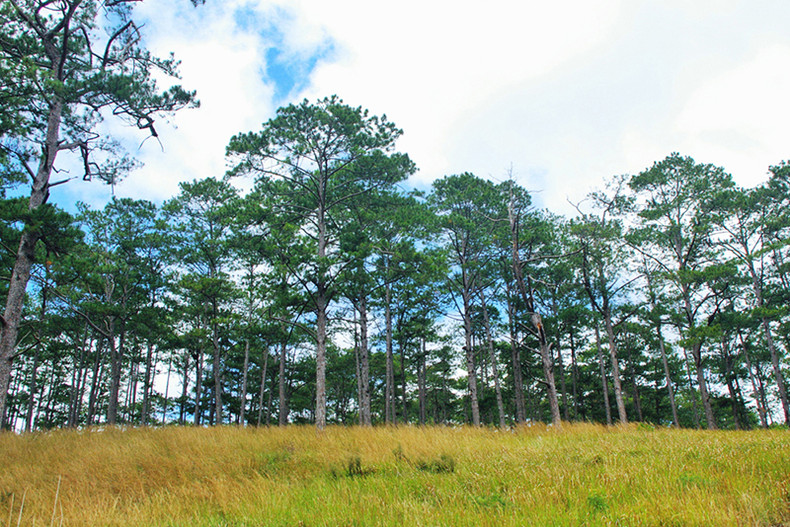 Découverte de la forêt de Bidoup - Parc national Nui Bà à Lâm Dông ảnh 1 Découverte de la forêt de Bidoup - Parc national Nui Bà à Lâm Dông ảnh 1