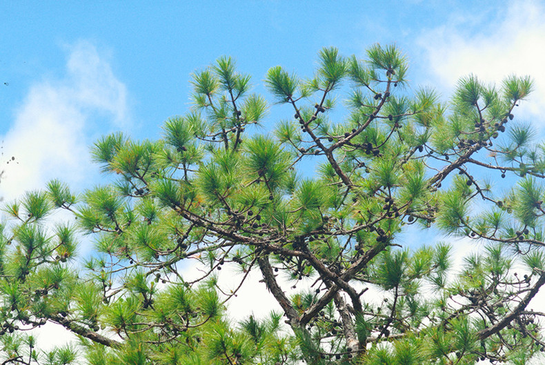 Découverte de la forêt de Bidoup - Parc national Nui Bà à Lâm Dông ảnh 3 Découverte de la forêt de Bidoup - Parc national Nui Bà à Lâm Dông ảnh 3