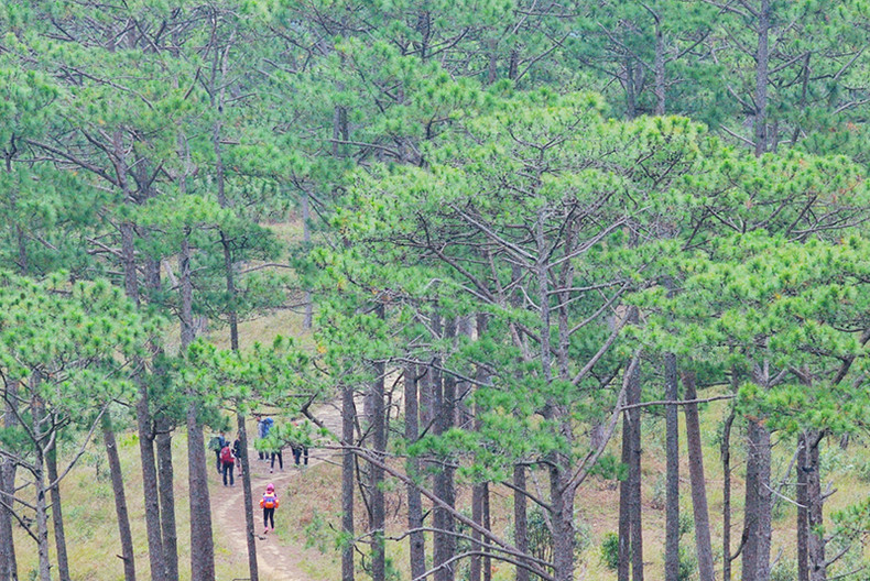 Découverte de la forêt de Bidoup - Parc national Nui Bà à Lâm Dông ảnh 4 Découverte de la forêt de Bidoup - Parc national Nui Bà à Lâm Dông ảnh 4