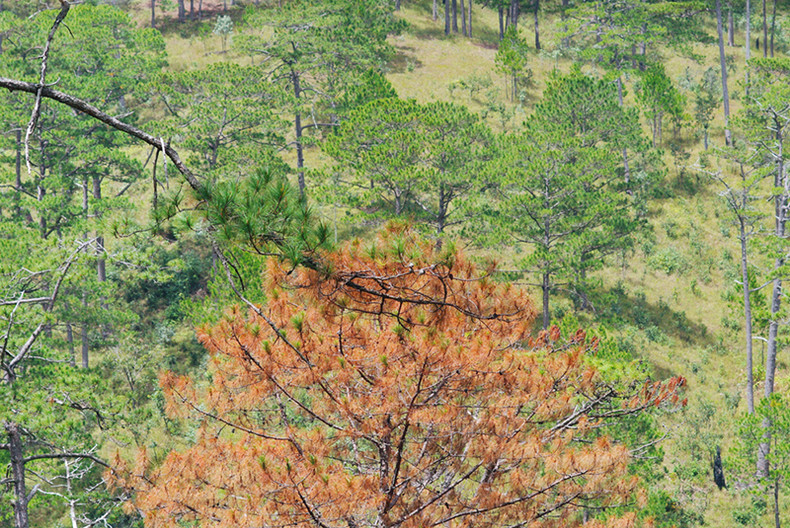 Découverte de la forêt de Bidoup - Parc national Nui Bà à Lâm Dông ảnh 2 Découverte de la forêt de Bidoup - Parc national Nui Bà à Lâm Dông ảnh 2