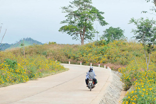 Des tournesols sauvages enchanteurs brillent sur le volcan inactif de Chu Dang Ya ảnh 4 Des tournesols sauvages enchanteurs brillent sur le volcan inactif de Chu Dang Ya ảnh 4