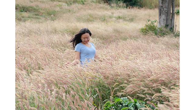 Des tournesols sauvages enchanteurs brillent sur le volcan inactif de Chu Dang Ya ảnh 10 Des tournesols sauvages enchanteurs brillent sur le volcan inactif de Chu Dang Ya ảnh 10