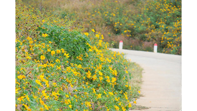 Des tournesols sauvages enchanteurs brillent sur le volcan inactif de Chu Dang Ya ảnh 5 Des tournesols sauvages enchanteurs brillent sur le volcan inactif de Chu Dang Ya ảnh 5