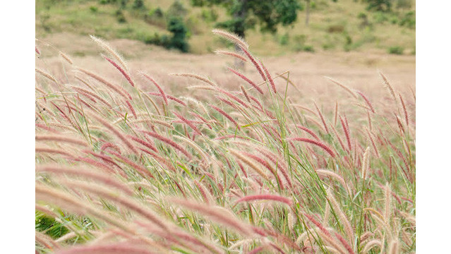 Des tournesols sauvages enchanteurs brillent sur le volcan inactif de Chu Dang Ya ảnh 8 Des tournesols sauvages enchanteurs brillent sur le volcan inactif de Chu Dang Ya ảnh 8