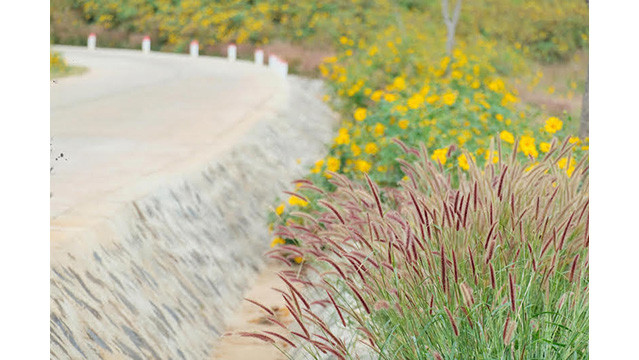 Des tournesols sauvages enchanteurs brillent sur le volcan inactif de Chu Dang Ya ảnh 9 Des tournesols sauvages enchanteurs brillent sur le volcan inactif de Chu Dang Ya ảnh 9