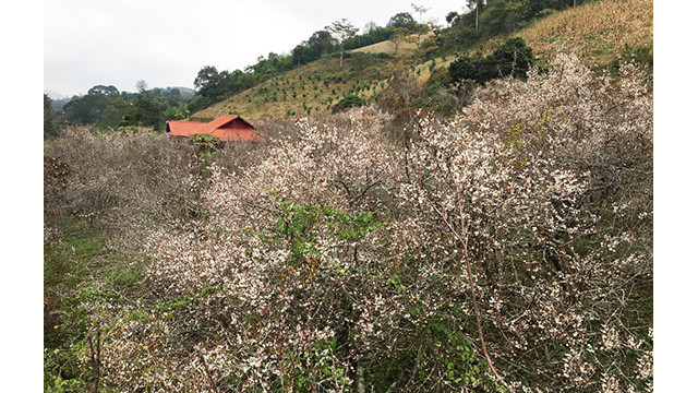 La beauté surprenante au paradis de fleurs d’abricotier à Môc Châu ảnh 9