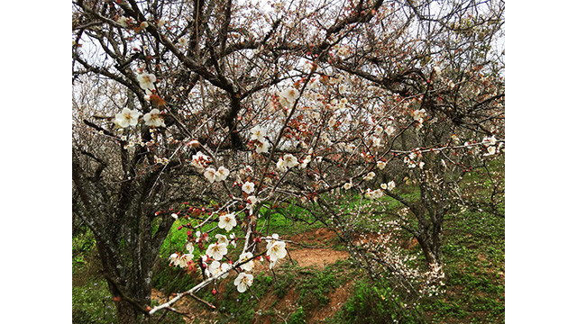 La beauté surprenante au paradis de fleurs d’abricotier à Môc Châu ảnh 8
