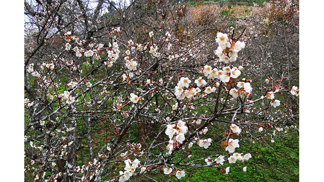 La beauté surprenante au paradis de fleurs d’abricotier à Môc Châu ảnh 4