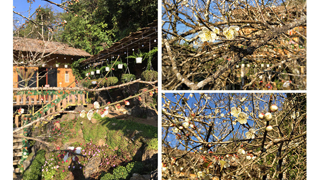 La beauté surprenante au paradis de fleurs d’abricotier à Môc Châu ảnh 2