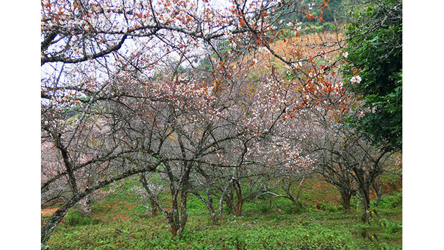 La beauté surprenante au paradis de fleurs d’abricotier à Môc Châu ảnh 7