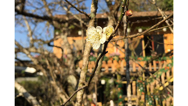 La beauté surprenante au paradis de fleurs d’abricotier à Môc Châu ảnh 3