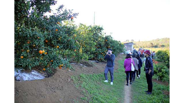 La beauté surprenante de Môc Châu aux jours de fin d’année ảnh 9