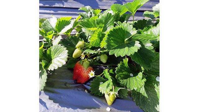 La beauté surprenante de Môc Châu aux jours de fin d’année ảnh 7