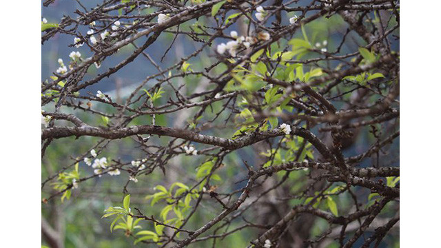 La beauté surprenante de Môc Châu aux jours de fin d’année ảnh 6