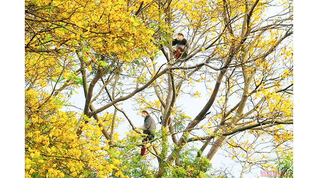 Doucs à pattes rousses - péninsule de Son Trà ảnh 5 Doucs à pattes rousses - péninsule de Son Trà ảnh 5
