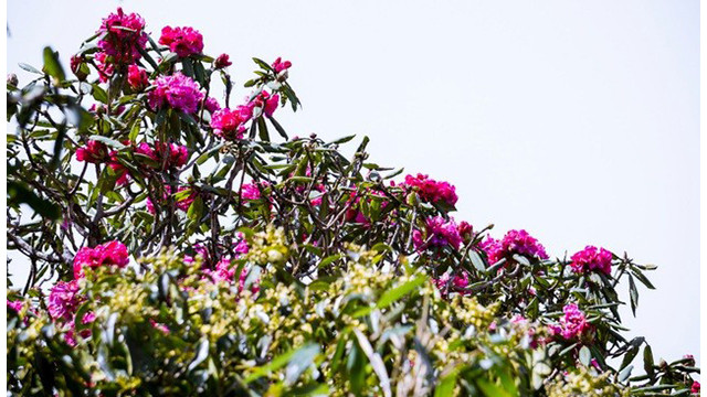 La belle forêt de fleurs d’azalées pourpres de l’Ouest ảnh 7