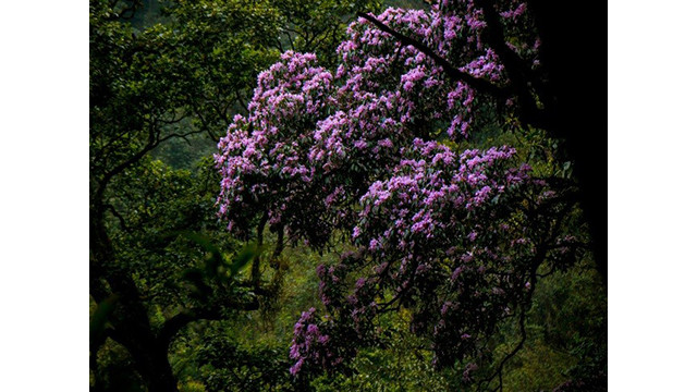 La belle forêt de fleurs d’azalées pourpres de l’Ouest ảnh 6