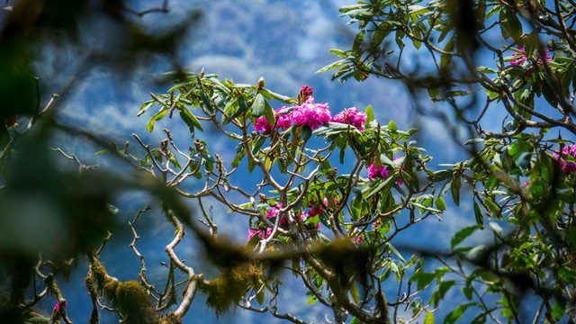 La belle forêt de fleurs d’azalées pourpres de l’Ouest ảnh 3