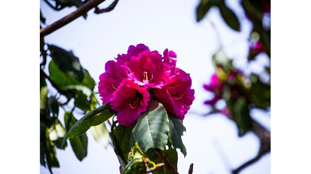 La belle forêt de fleurs d’azalées pourpres de l’Ouest ảnh 4