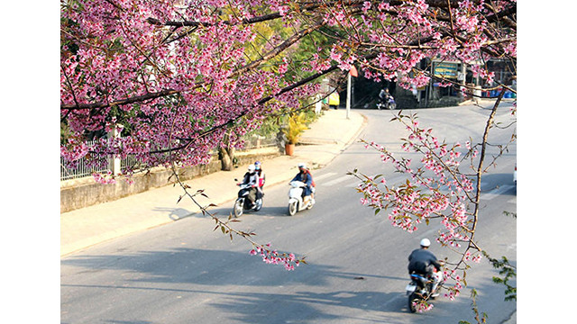 Les fleurs de cerisier illuminent la ville montagneuse de Dà Lat ảnh 4