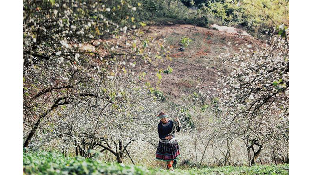 Beauté surprenante des fleurs de pruniers à Môc Châu ảnh 1 Beauté surprenante des fleurs de pruniers à Môc Châu ảnh 1