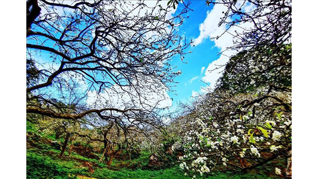 Beauté surprenante des fleurs de pruniers à Môc Châu ảnh 2 Beauté surprenante des fleurs de pruniers à Môc Châu ảnh 2