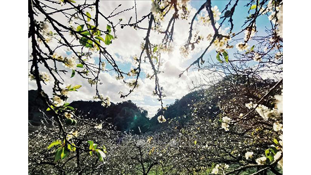 Beauté surprenante des fleurs de pruniers à Môc Châu ảnh 4 Beauté surprenante des fleurs de pruniers à Môc Châu ảnh 4