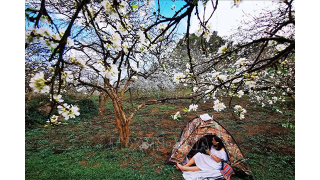 Beauté surprenante des fleurs de pruniers à Môc Châu ảnh 3 Beauté surprenante des fleurs de pruniers à Môc Châu ảnh 3