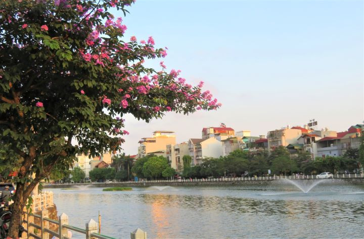 Les lilas des Indes dans les rues de Hanoï ảnh 8
