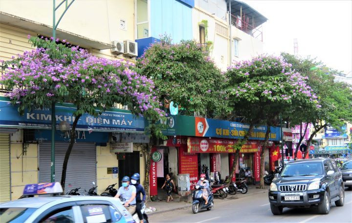 Les lilas des Indes dans les rues de Hanoï ảnh 4