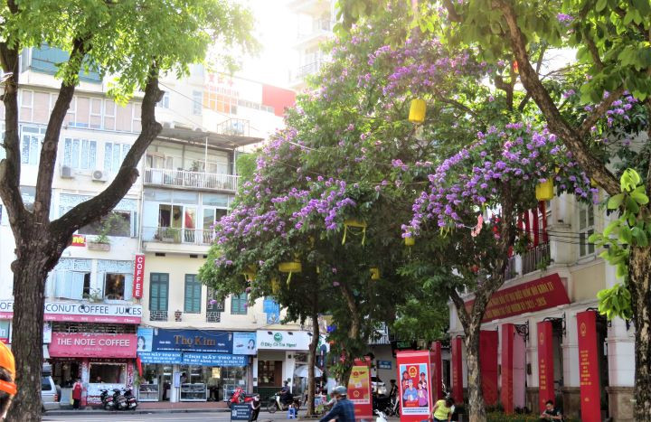 Les lilas des Indes dans les rues de Hanoï ảnh 6