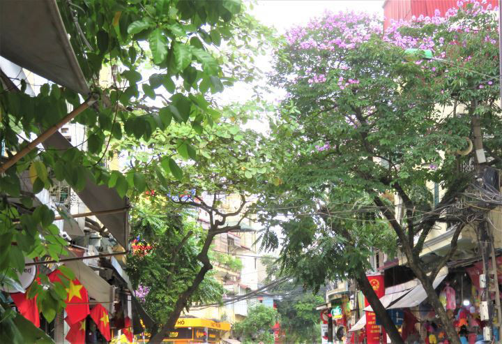 Les lilas des Indes dans les rues de Hanoï ảnh 12 Les lilas des Indes dans les rues de Hanoï ảnh 12