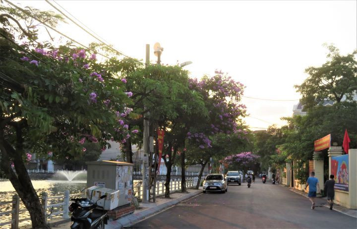 Les lilas des Indes dans les rues de Hanoï ảnh 11