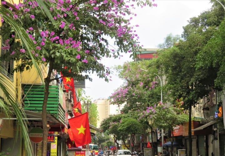 Les lilas des Indes dans les rues de Hanoï ảnh 3