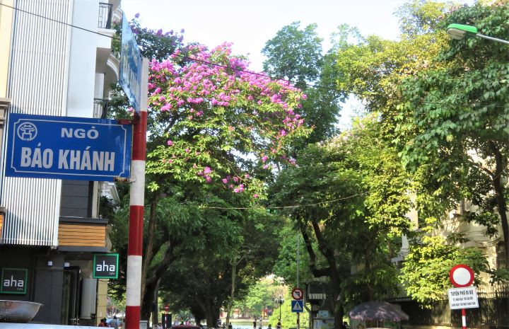 Les lilas des Indes dans les rues de Hanoï ảnh 5