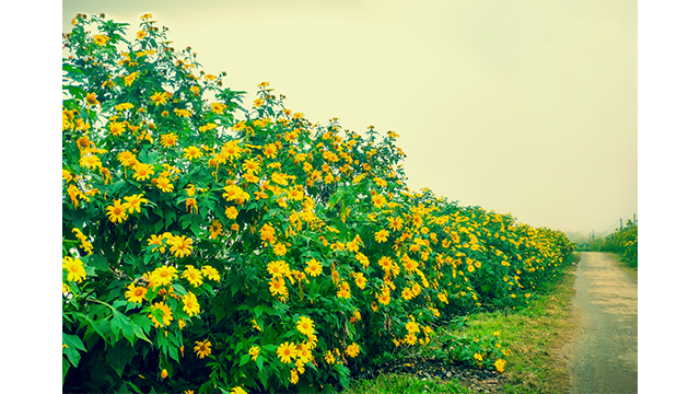 Sin Suôi Hô, village touristique communautaire vierge et tranquille ảnh 4 Sin Suôi Hô, village touristique communautaire vierge et tranquille ảnh 4