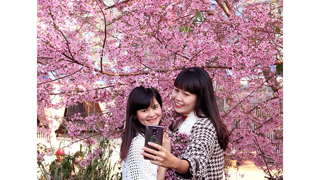 Les fleurs de cerisier illuminent la ville montagneuse de Dà Lat ảnh 5