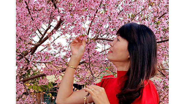 Les fleurs de cerisier illuminent la ville montagneuse de Dà Lat ảnh 10