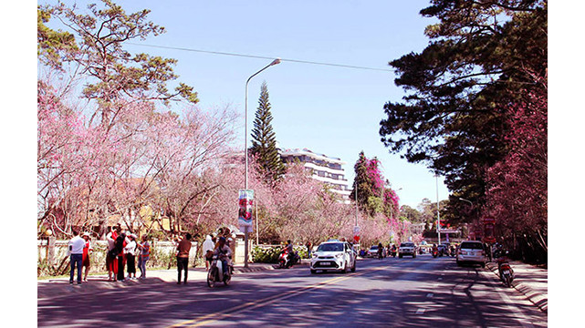 Les fleurs de cerisier illuminent la ville montagneuse de Dà Lat ảnh 8