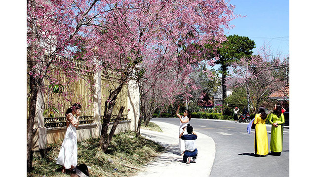 Les fleurs de cerisier illuminent la ville montagneuse de Dà Lat ảnh 3