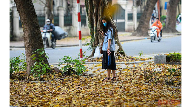 La beauté de Hanoi à la saison des feuilles mortes ảnh 11 La beauté de Hanoi à la saison des feuilles mortes ảnh 11