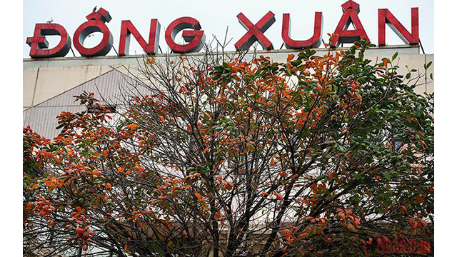 La beauté de Hanoi à la saison des feuilles mortes ảnh 6 La beauté de Hanoi à la saison des feuilles mortes ảnh 6