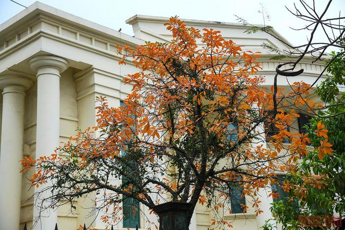 La beauté de Hanoi à la saison des feuilles mortes ảnh 13 La beauté de Hanoi à la saison des feuilles mortes ảnh 13