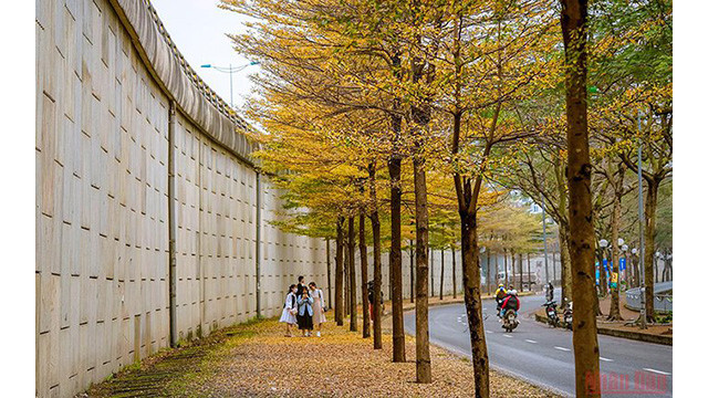 La beauté de Hanoi à la saison des feuilles mortes ảnh 10 La beauté de Hanoi à la saison des feuilles mortes ảnh 10