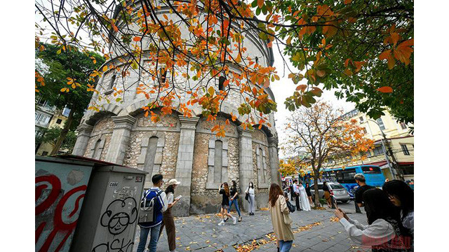 La beauté de Hanoi à la saison des feuilles mortes ảnh 3 La beauté de Hanoi à la saison des feuilles mortes ảnh 3