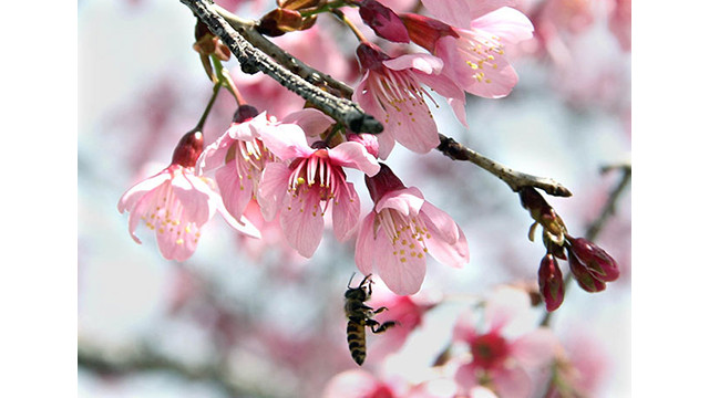 Les fleurs de cerisier illuminent la ville montagneuse de Dà Lat ảnh 11