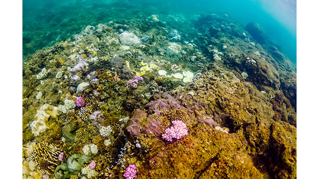 Quang Ngai, un « village de pêcheurs » unique attire les visiteurs ảnh 2 Quang Ngai, un « village de pêcheurs » unique attire les visiteurs ảnh 2