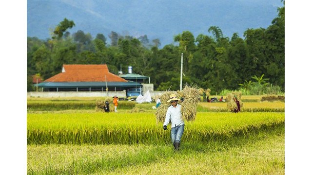 La beauté surprenante de la « Saison d'or » dans le champ de Muong Thanh ảnh 7