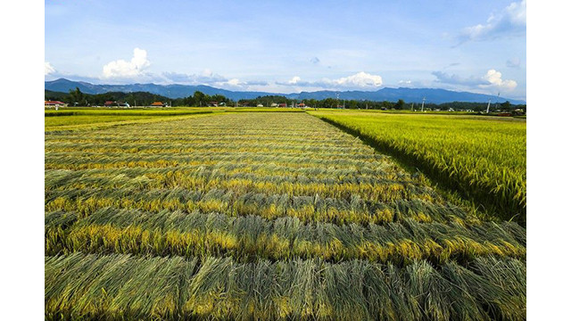 La beauté surprenante de la « Saison d'or » dans le champ de Muong Thanh ảnh 6